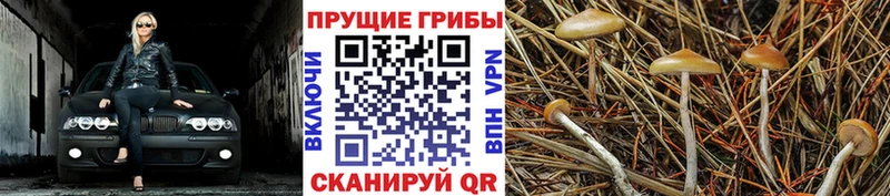 магазин  наркотиков  Александровск-Сахалинский  Псилоцибиновые грибы Psilocybine cubensis 